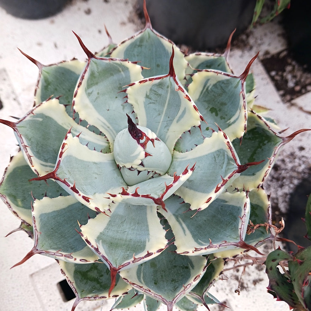 Agave potatorum "Kichiokan Marginata"