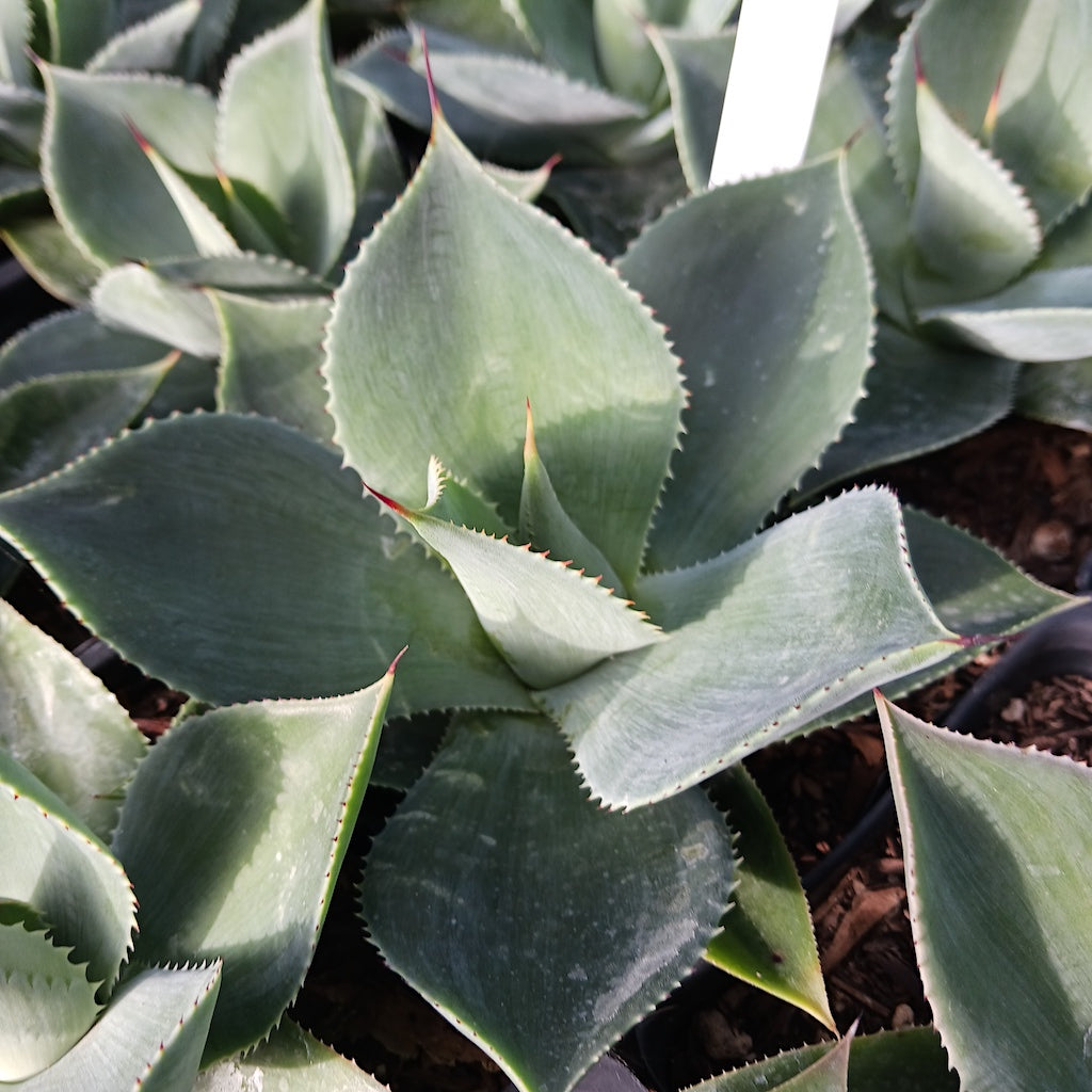 Agave potatorum  x isthmenis in 4 inch container