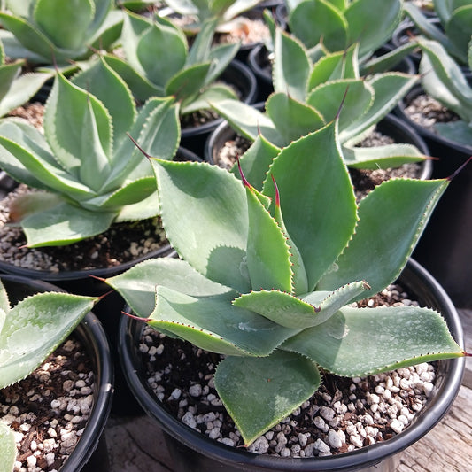 Agave potatorum x Isthmensis hybrid in 1ga nursery pot
