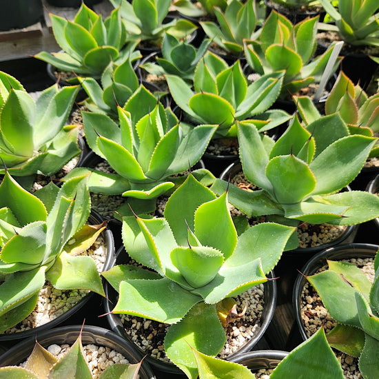 Agave potatorum x isthmensis