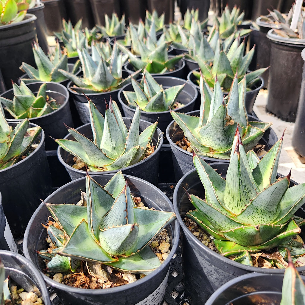 several Agave pumila in 5 inch pots