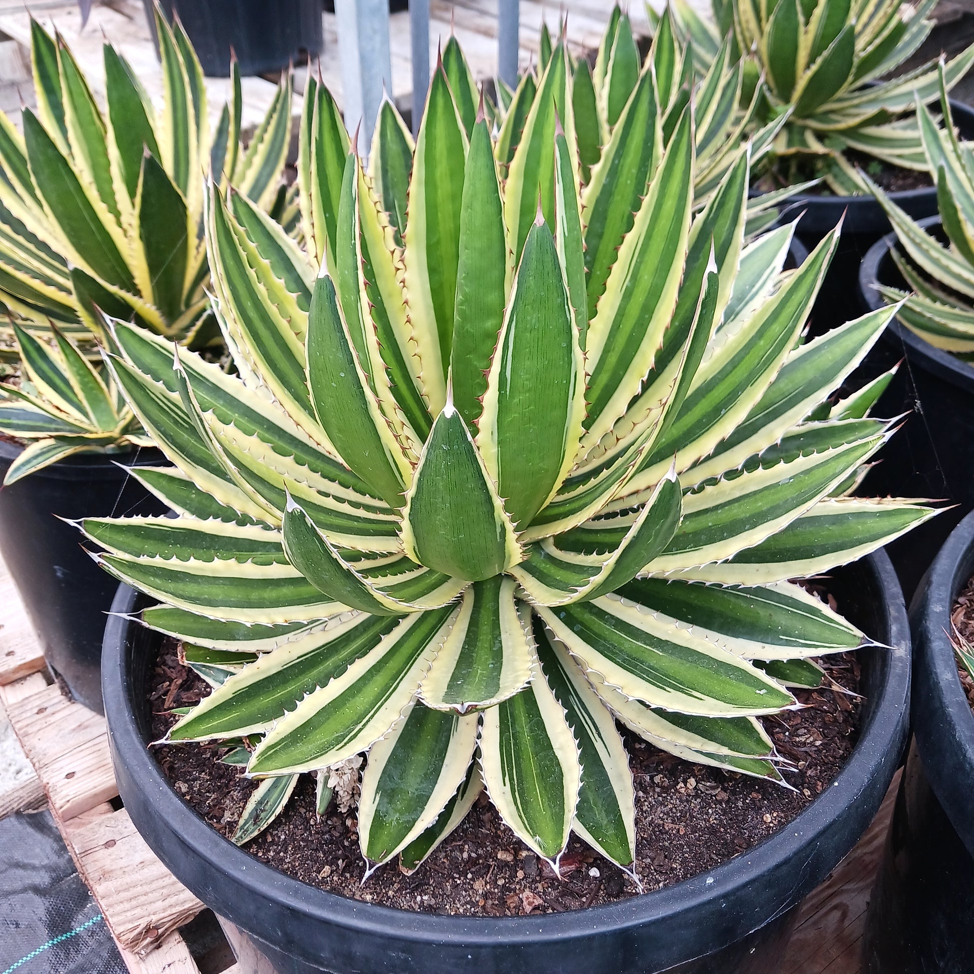 Agave Lophantha Quadricolor 10ga Dryoasisplants agave-lophantha-quadricolor-10ga-dryoasisplants