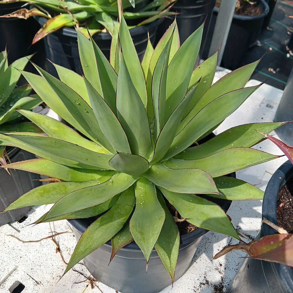 Agave "Red Margin"