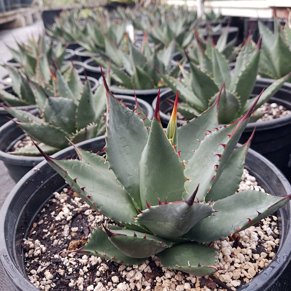 Agave sebastiana "Silver Lining"