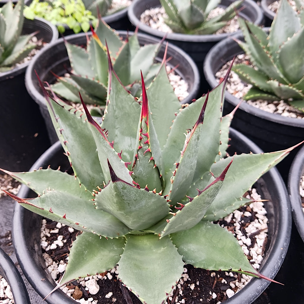 Agave sebastiana "Silver Lining"