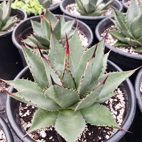 Agave sebastiana 