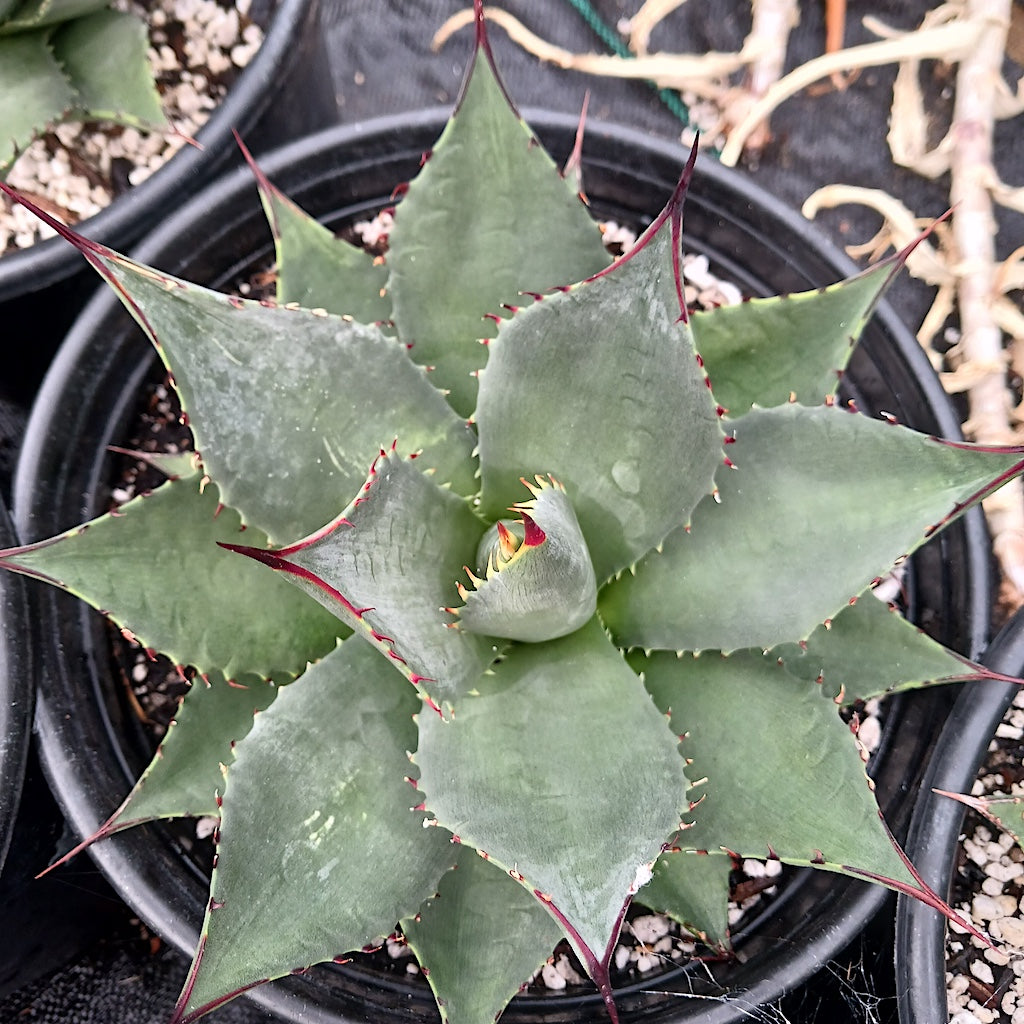 Agave sebastiana "Silver Lining"