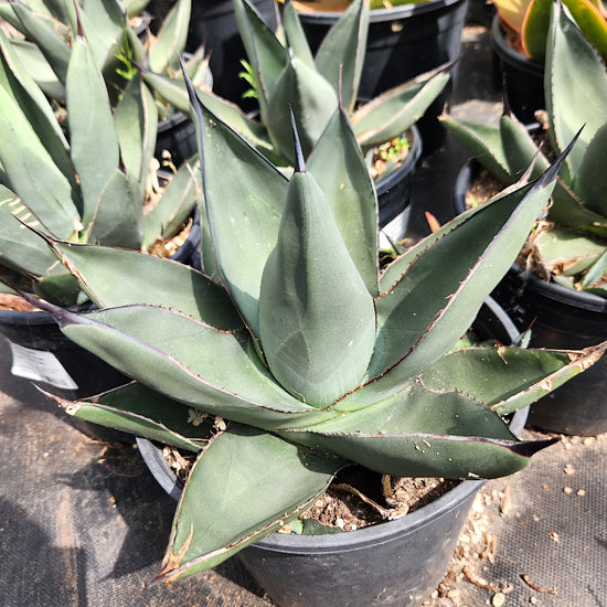 Agave 
