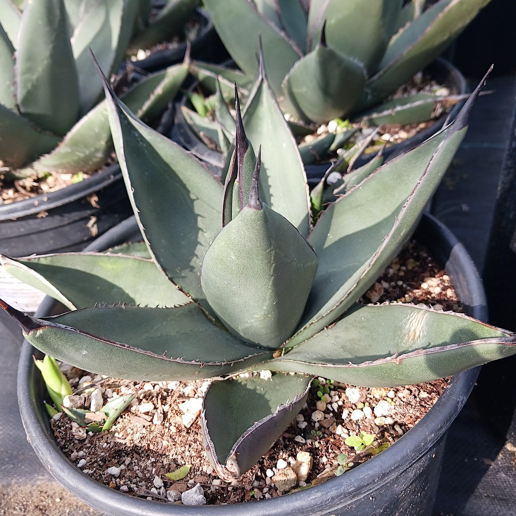 Agave "Sharkskin Shoes"
