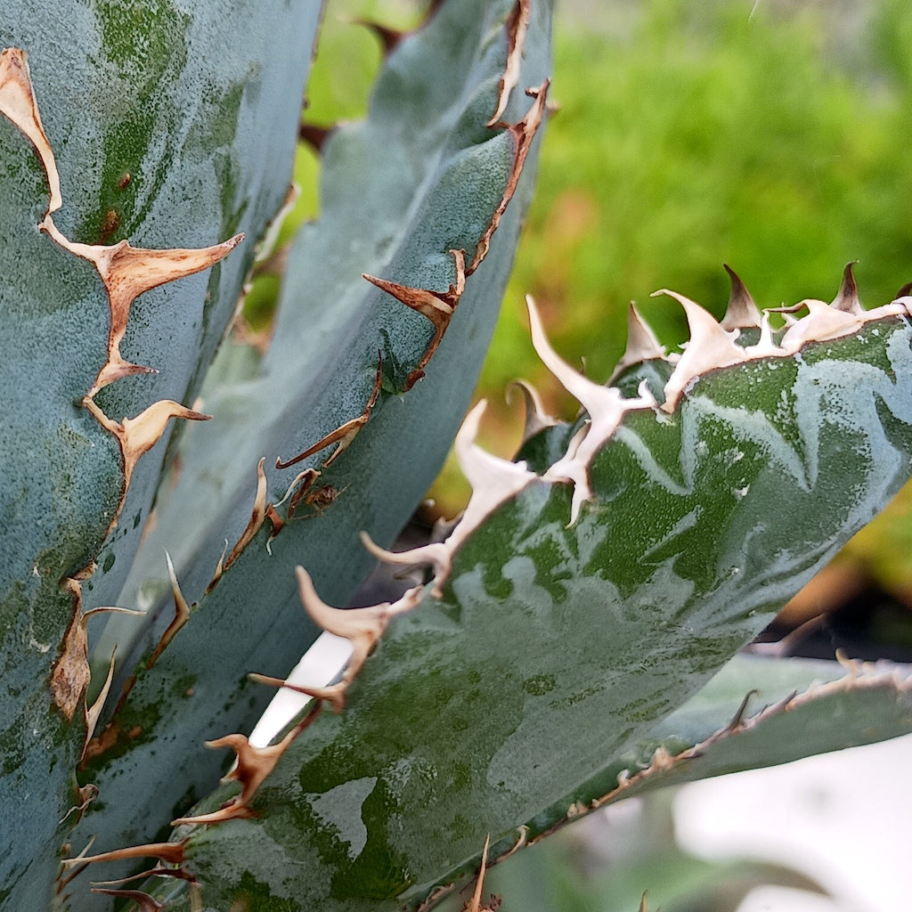 Agave titanota "Black and Blue"