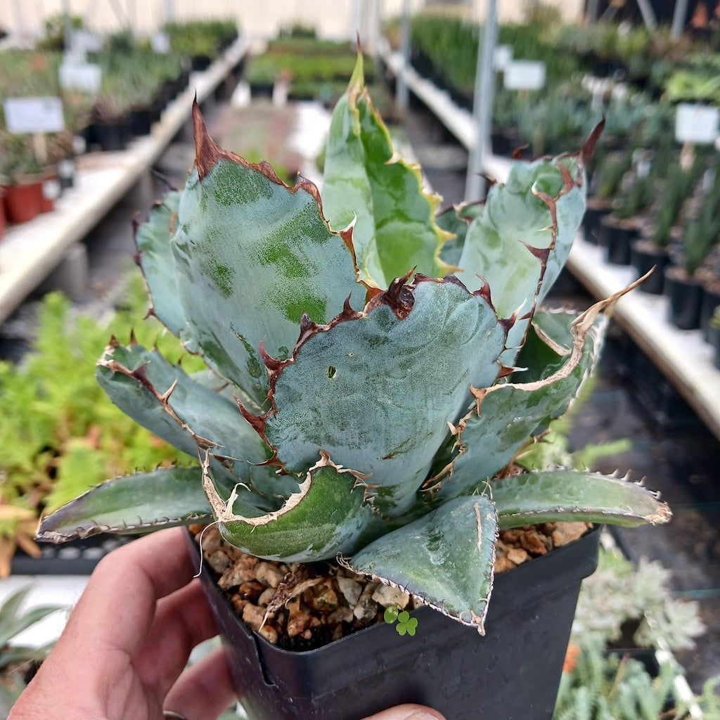 Agave titanota "Black and Blue"