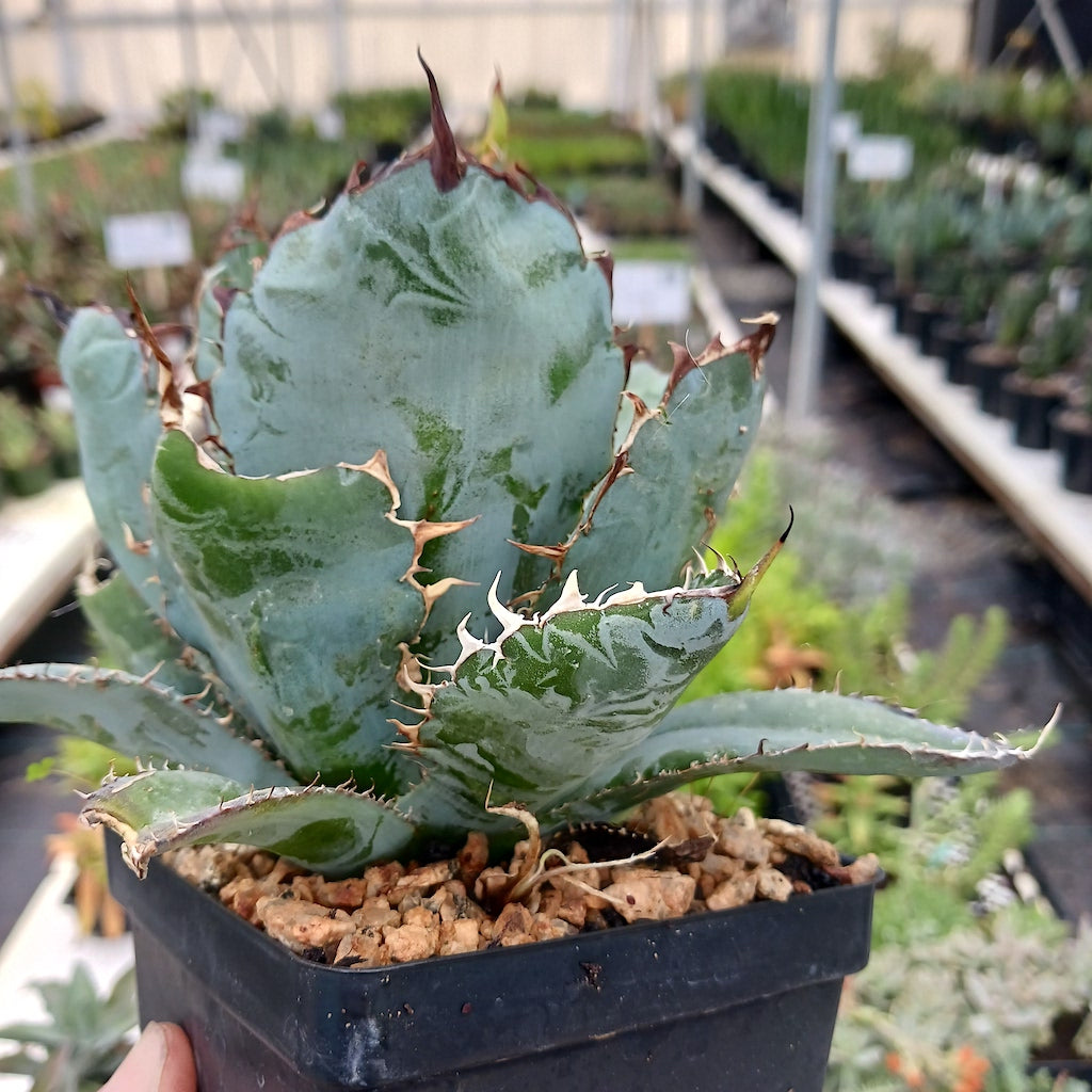 Agave titanota "Black and Blue"