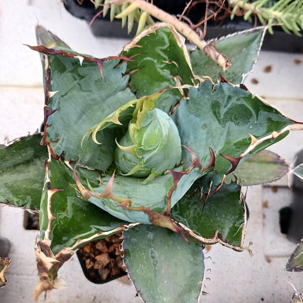 Agave titanota "Black and Blue"