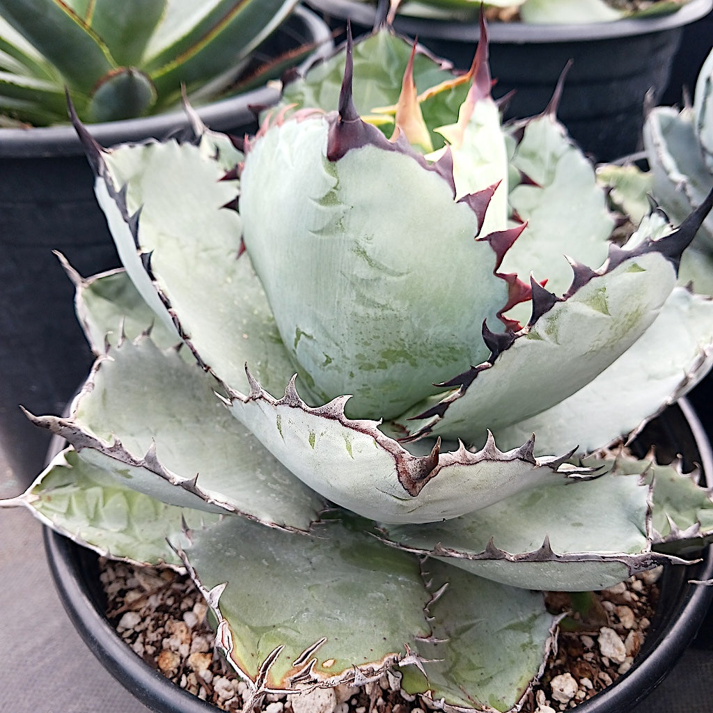 Agave titanota "Black and Blue"