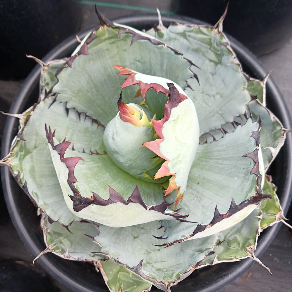 Agave titanota "Black and Blue"