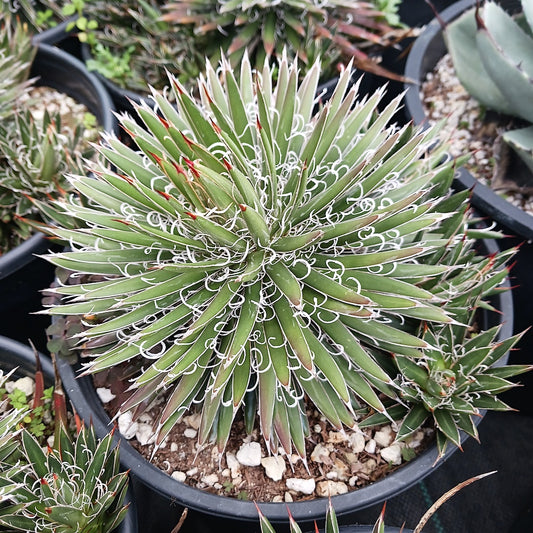 Agave toumeyana var Bella