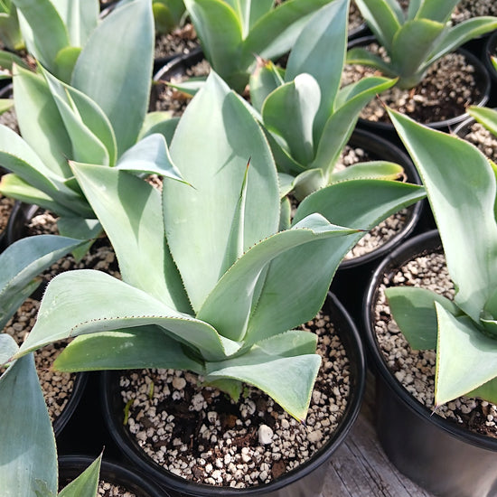 Agave 