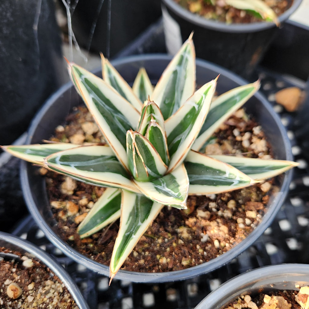 Agave victoriae-reginae "Albomarginata" - 5in
