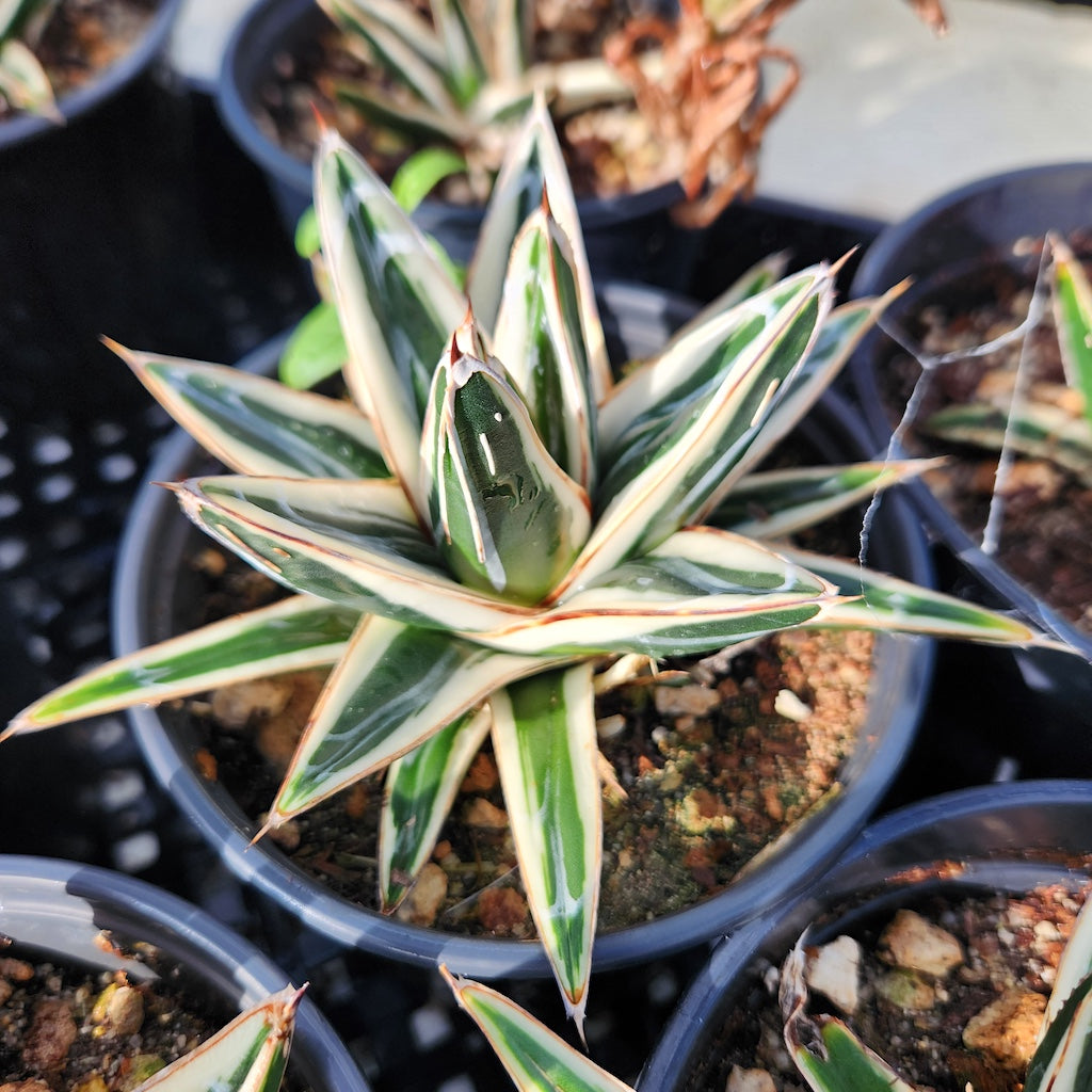 Agave victoriae-reginae "Albomarginata" - 5in