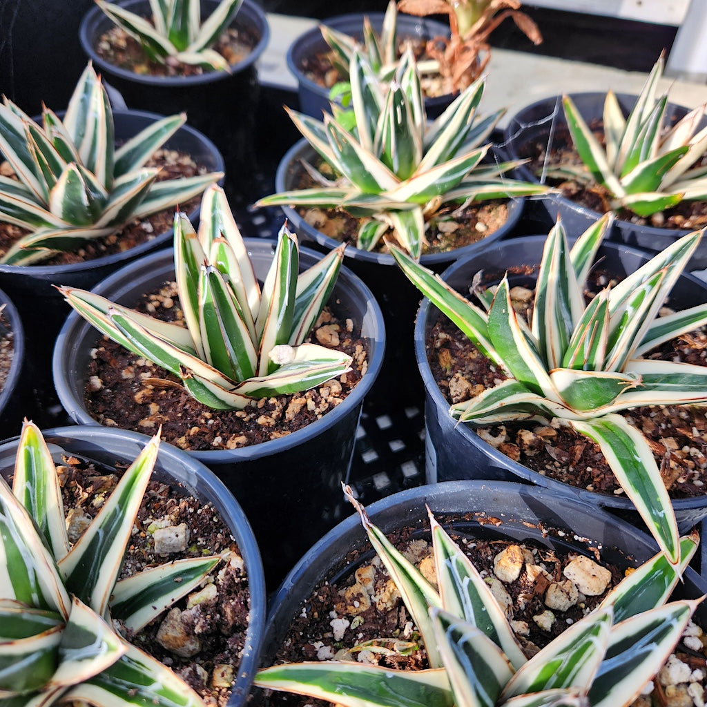 Agave victoriae-reginae "Albomarginata" - 5in
