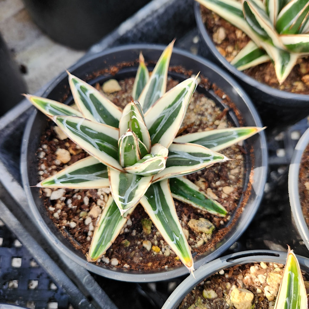 Agave victoriae-reginae "Albomarginata" - 5in
