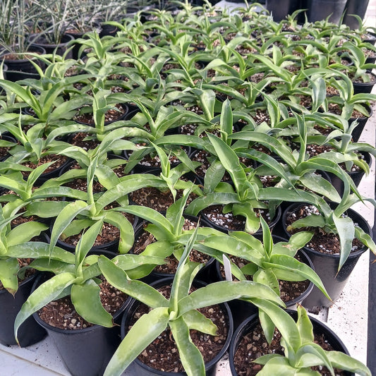 Several Agave vilmoriniana  in 1ga pots