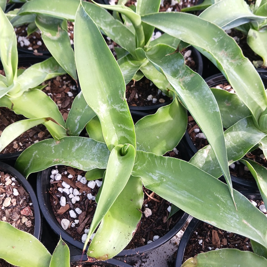 Agave vilmoriniana  - 1ga