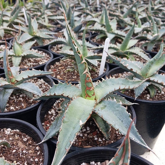 agave xylonacantha 1ga