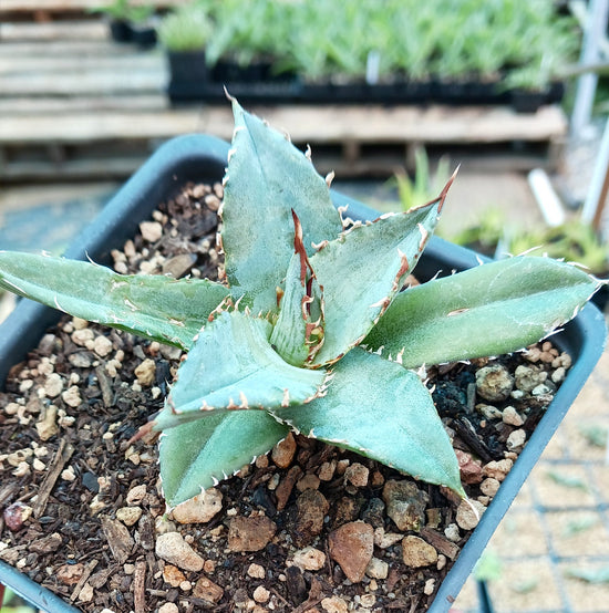 Agave xylonacantha