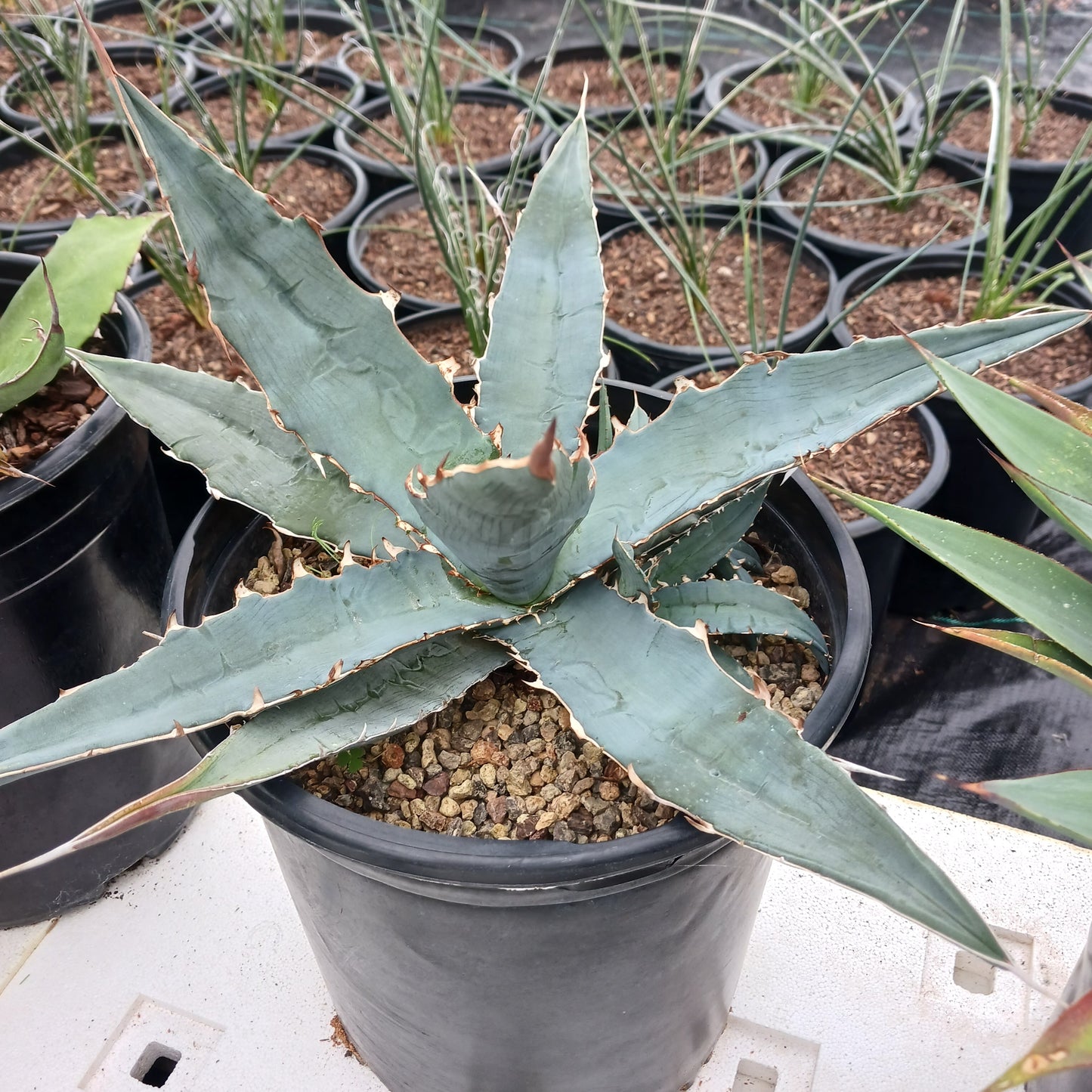 Agave xylonacantha - 5ga