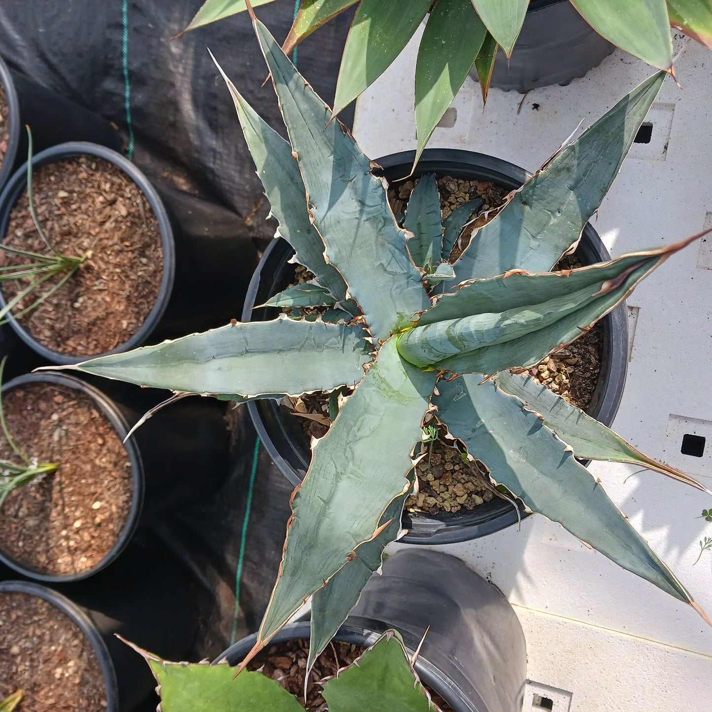 Agave xylonacantha - 5ga