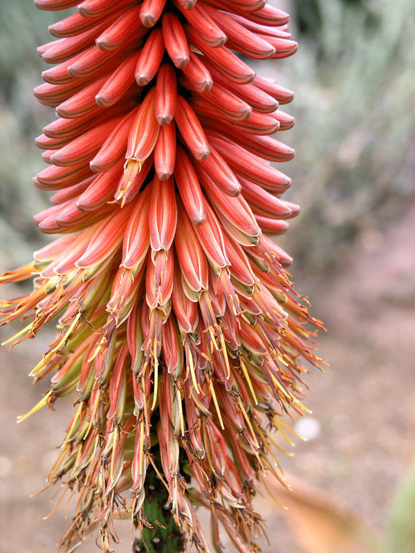 Aloe aculeata flower