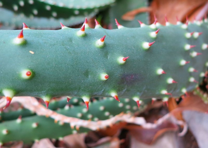 Aloe aculeata close up showing leaf thorns