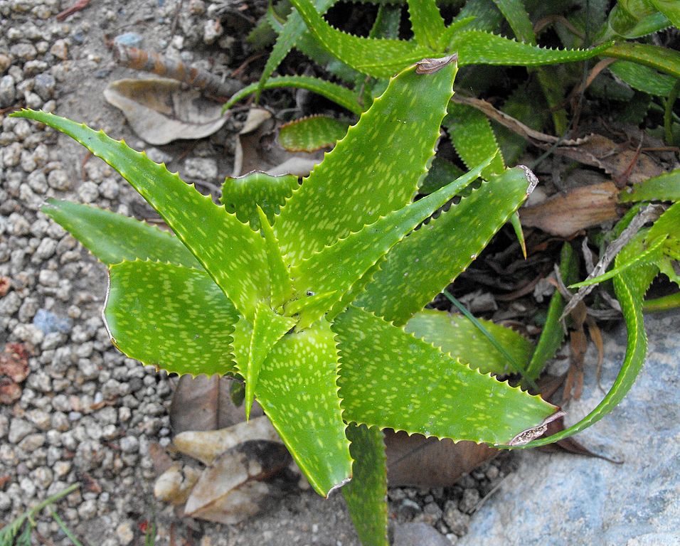 Aloe andongensis - 4in