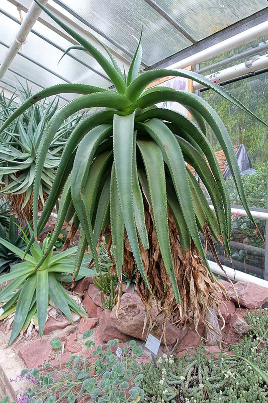 Aloe angelica - 4in
