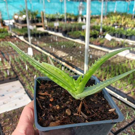 Aloe arborescens 'Variegata' - 4in