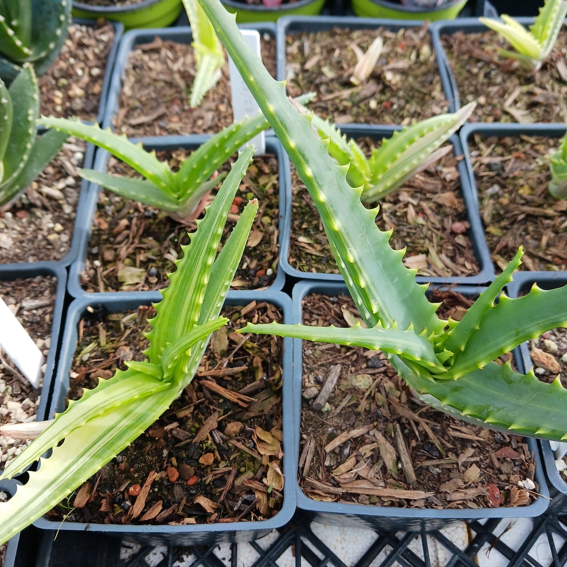 several Aloe arborescens 'Variegata' - 4in