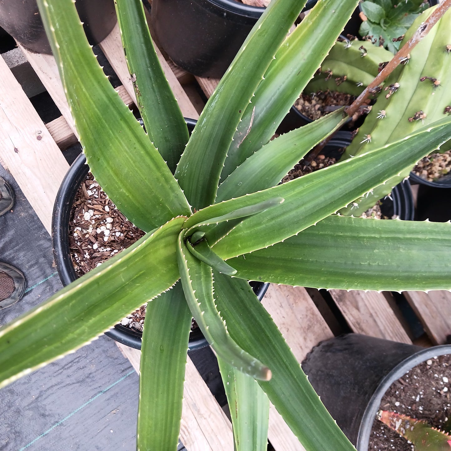 top view of Aloe barberae in 5ga nursery pot