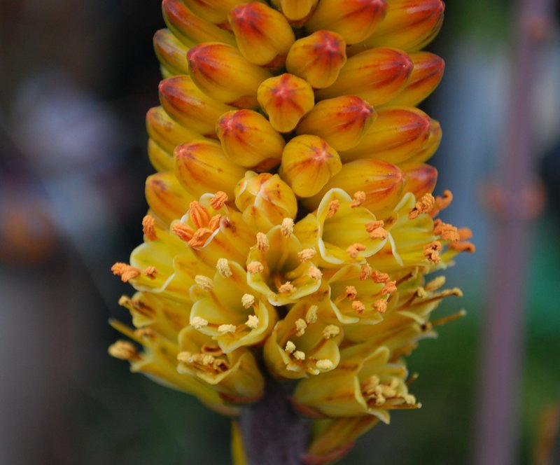 betsileensis flower