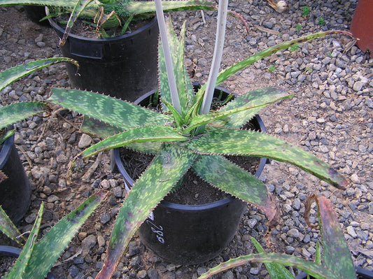 Aloe branddraaiensis