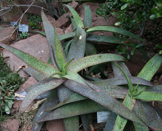 Aloe buhrii - 4in