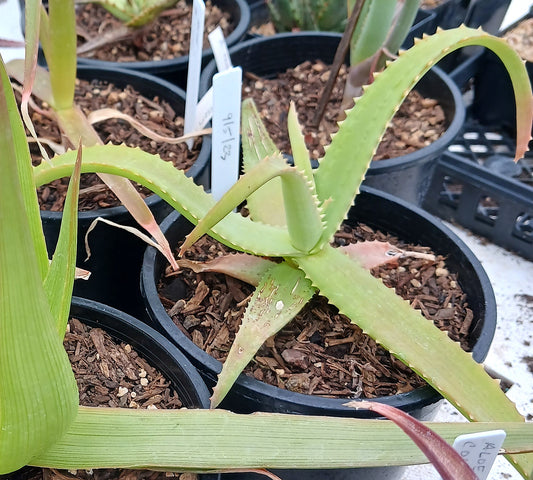 Aloe bulbillifera var. paulianae