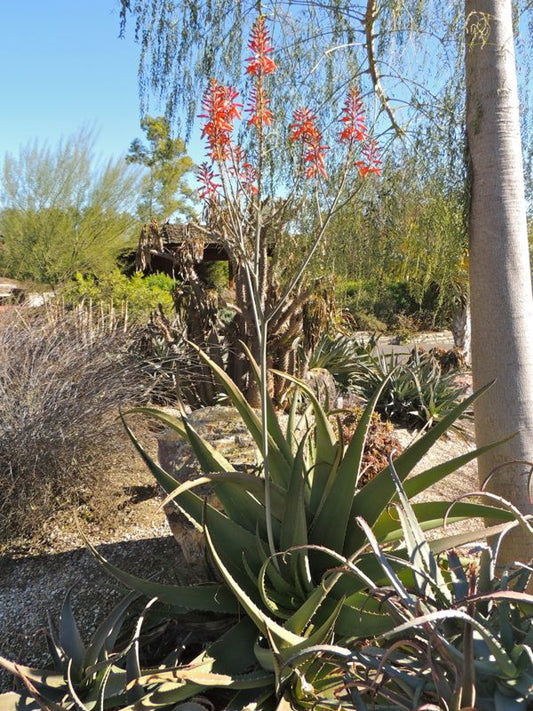 Aloe bulbillifera var. paulianae in flower