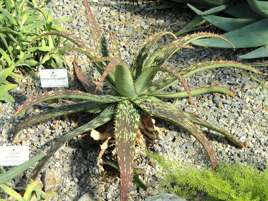 Aloe burgersfortensis - 4in