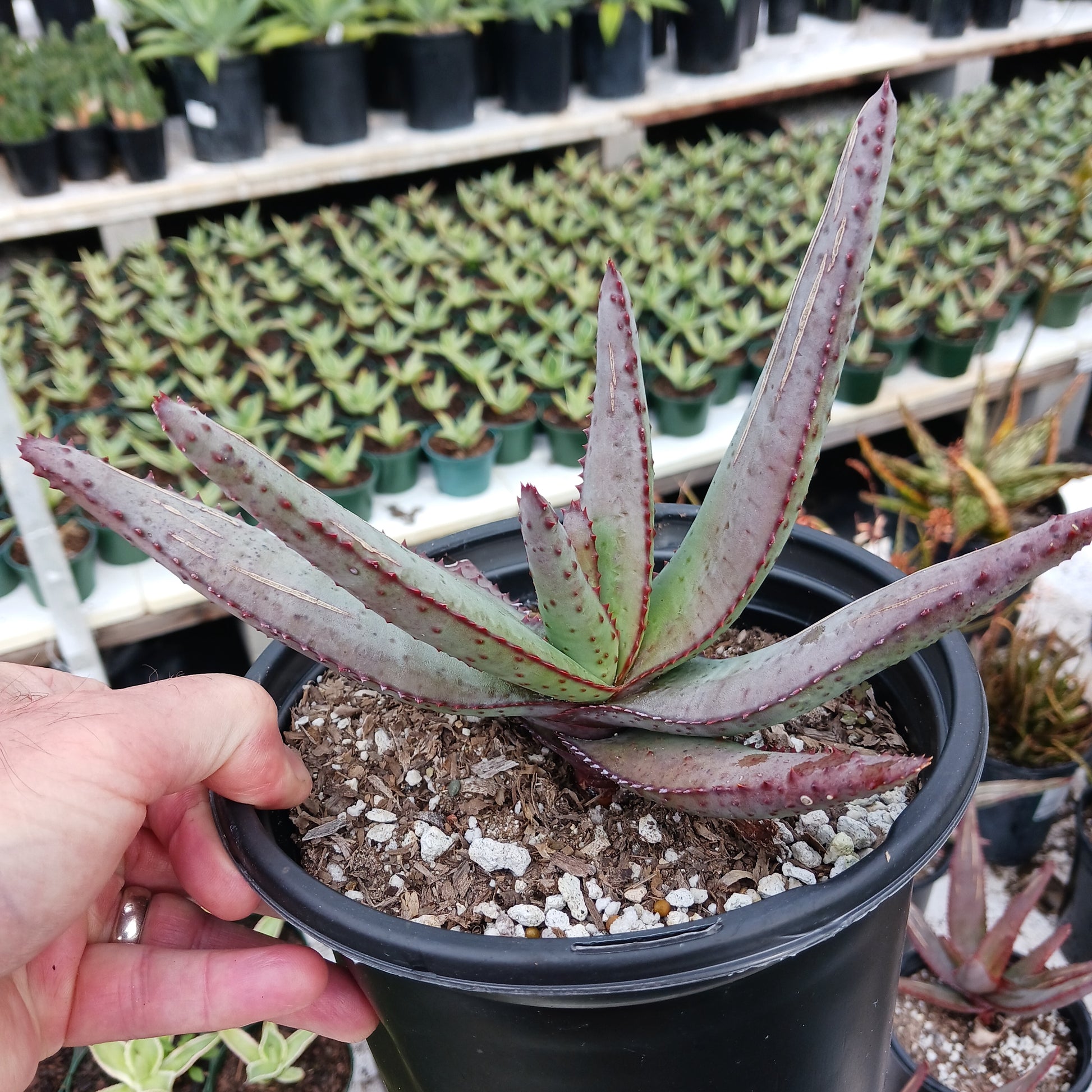 Aloe capitata var. quarziticola in 1 gal nursery pot