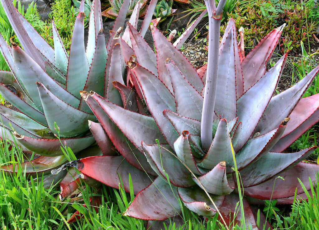 mature Aloe capitata var. quarziticola planted in landscape