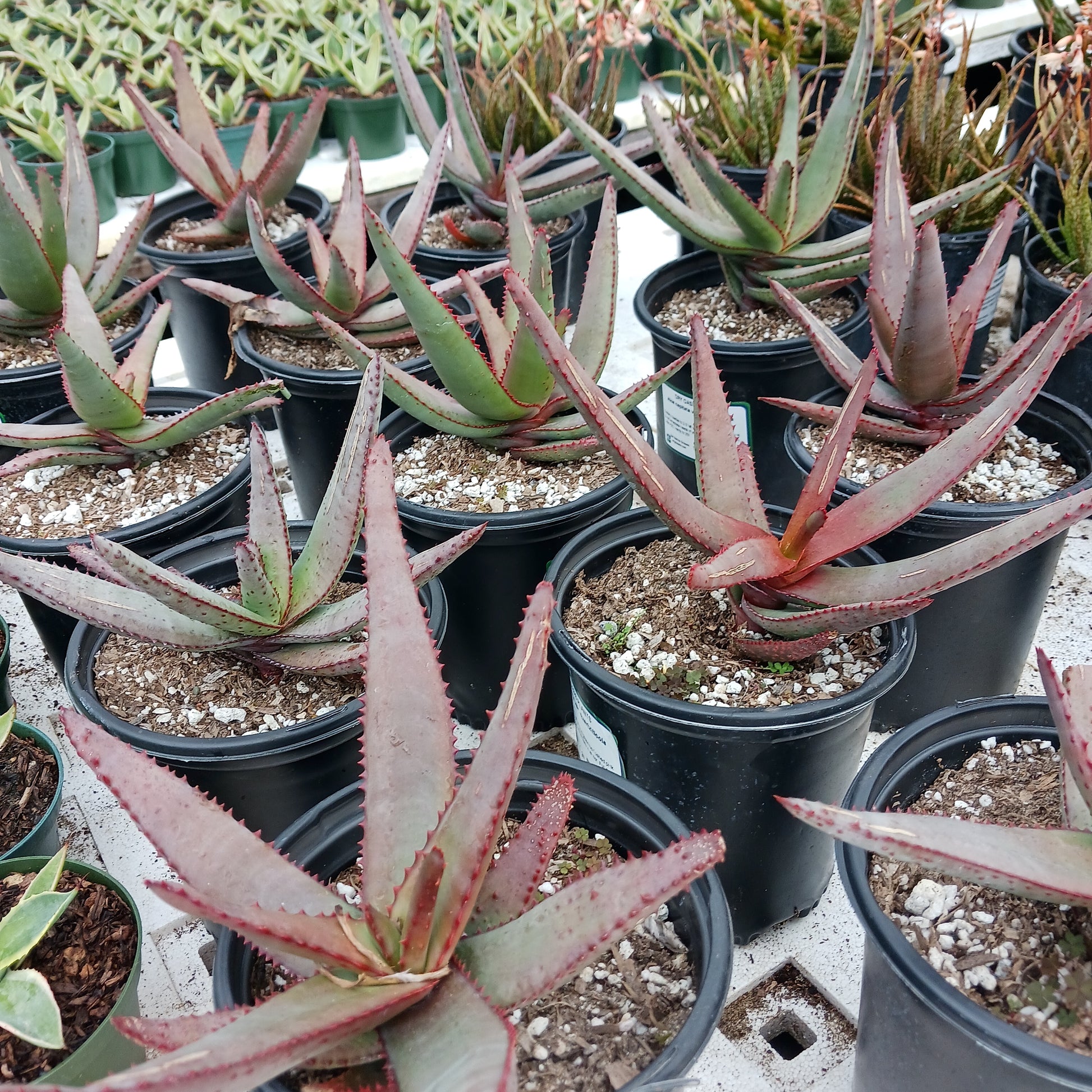 multiple Aloe capitata var. quarziticola in 1 gal nursery pots