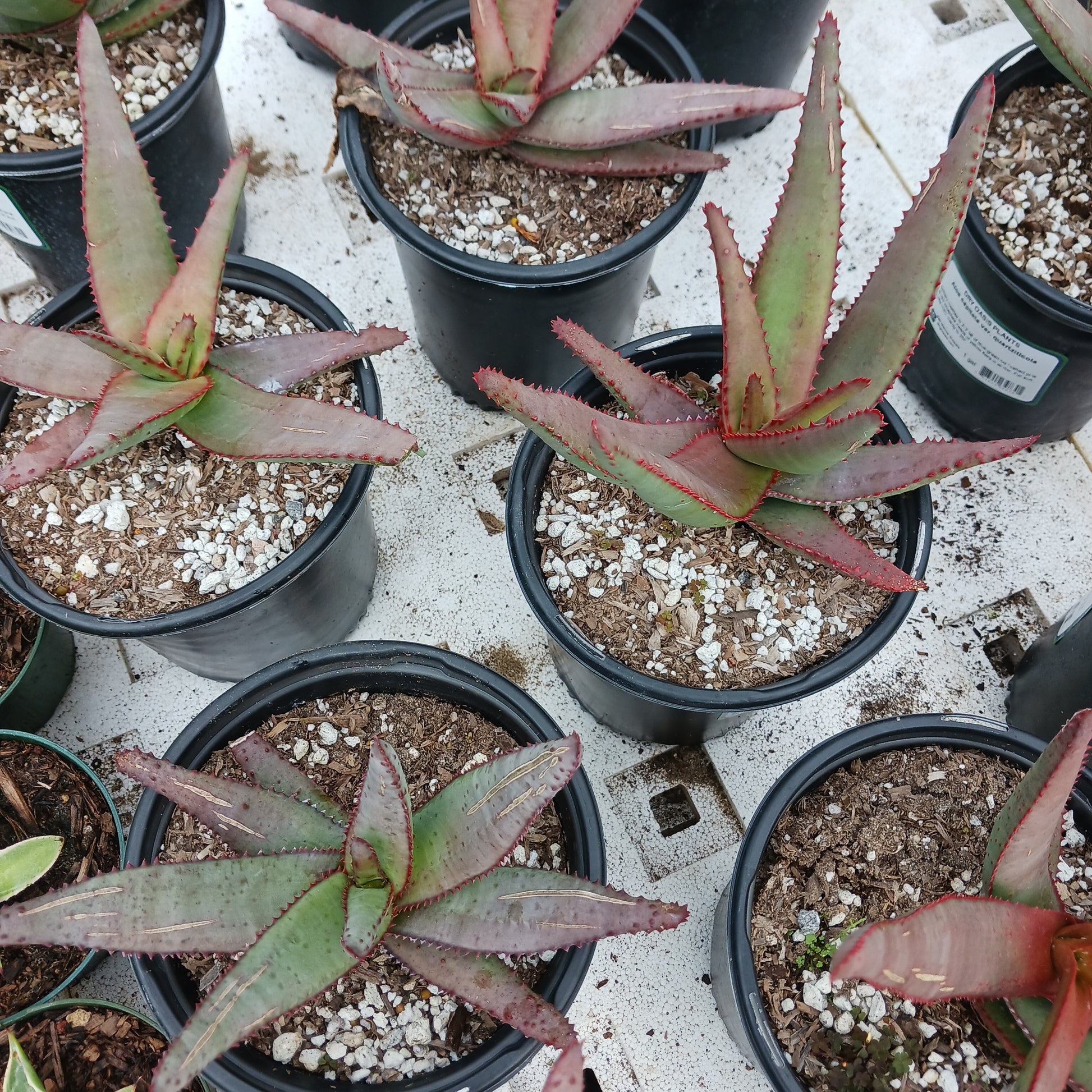 top view of multiple Aloe capitata var. quarziticola in 1 gal nursery pots