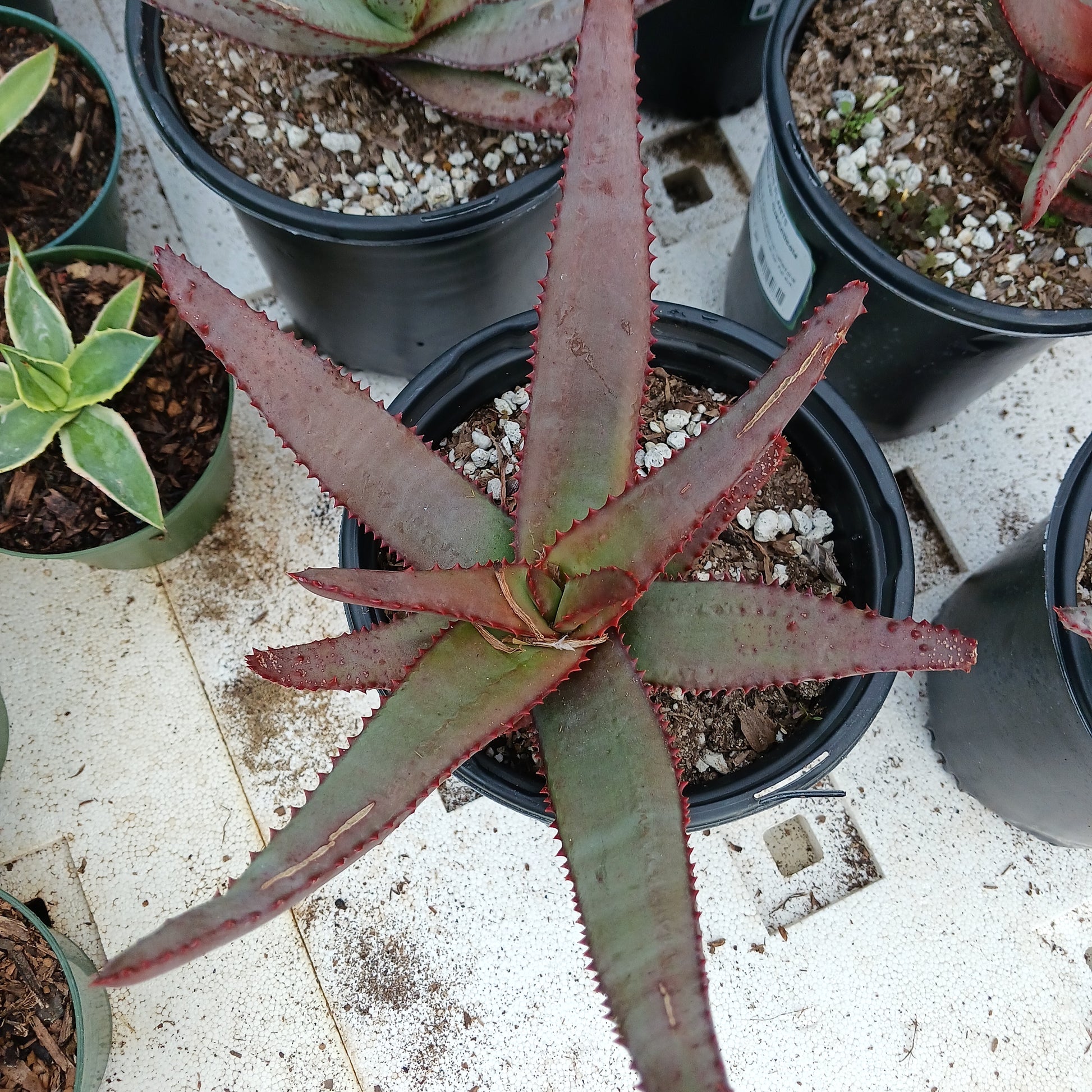top view of Aloe capitata var. quarziticola in 1 gal nursery pot