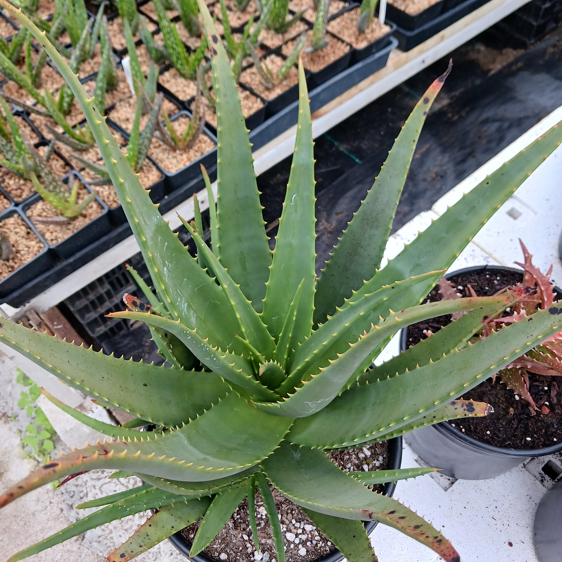 top view of Aloe "Carpinteria Gem" in 3gal nursery pot
